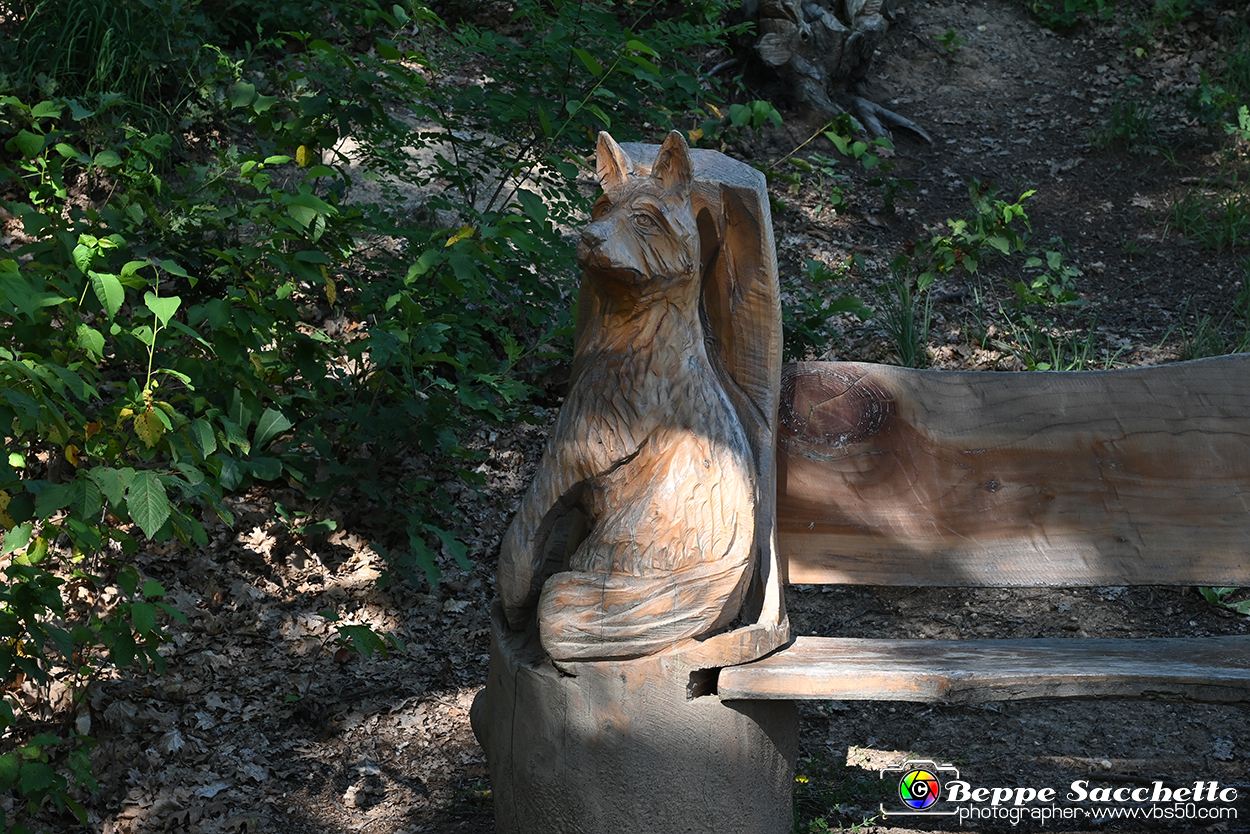 VBS_4712 - Il bosco fatato - Montaldo Roero.jpg
